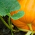 The Great Pumpkin